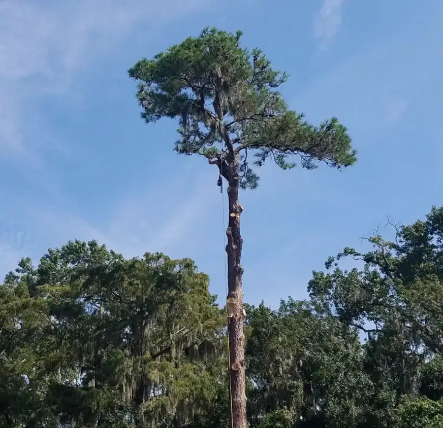 Tree removal Columbus OH